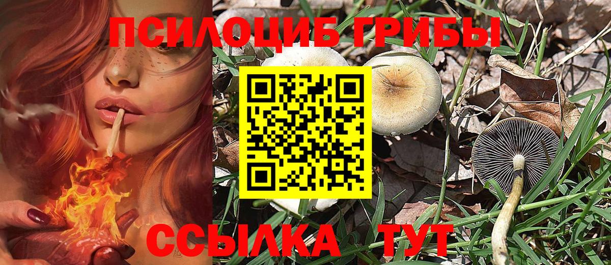 Псилоцибиновые грибы Psilocybe Тайшет